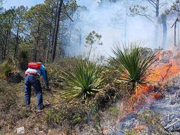 Incendio en la sierra de Tamaulipas pone en riesgo ruta de la mariposa monarca