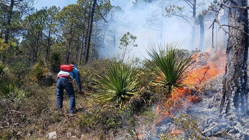 Incendio en la sierra de Tamaulipas pone en riesgo ruta de la mariposa monarca