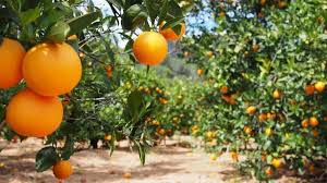 Libra paso de frente frío la producción de naranja en Tamaulipas
