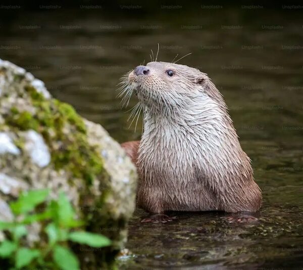 Proponen santuario para las nutrias en Tampico; podrían solucionar plaga del pez diablo