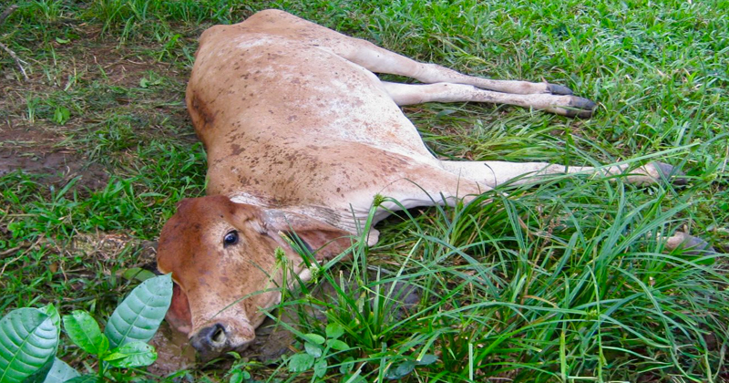 Por miedo a sanciones, productores ocultan casos sanitarios en ganado