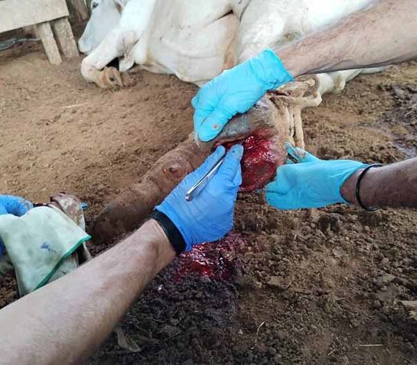 Reportan notable aumento de los casos de gusano barrenador en Tamaulipas