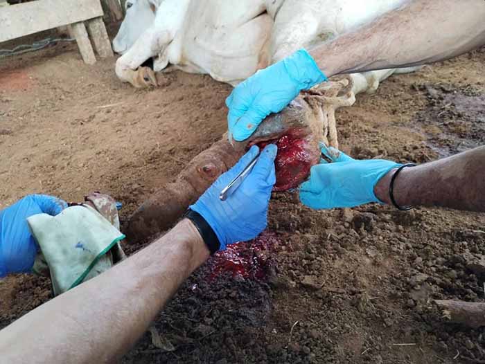 Reportan notable aumento de los casos de gusano barrenador en Tamaulipas