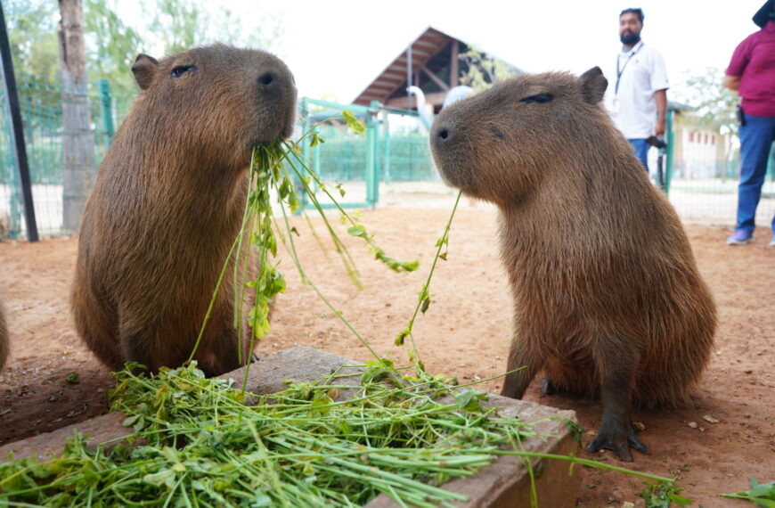 El gobierno municipal invita a disfrutar la Semana Santa en el zoológico y acuario de la ciudad