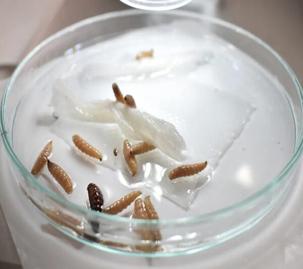 Tamaulipas dispersa 80 millones de moscas estériles ante 35 casos activos de gusano barrenador