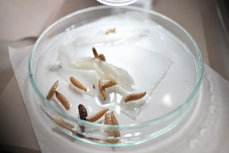 Tamaulipas dispersa 80 millones de moscas estériles ante 35 casos activos de gusano barrenador