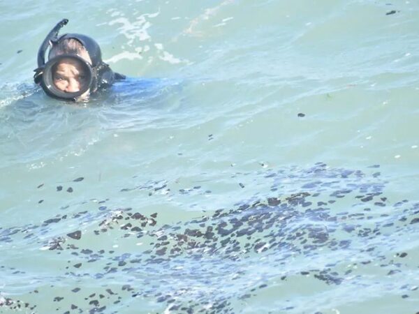 Manchas de hidrocarburo llegan al sur de Tamaulipas; se observan en el río Pánuco