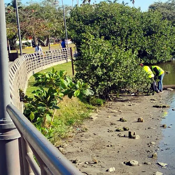 Empleados de limpia en el sur de Tamaulipas trabajan en medio de cocodrilos que los acechan sin control