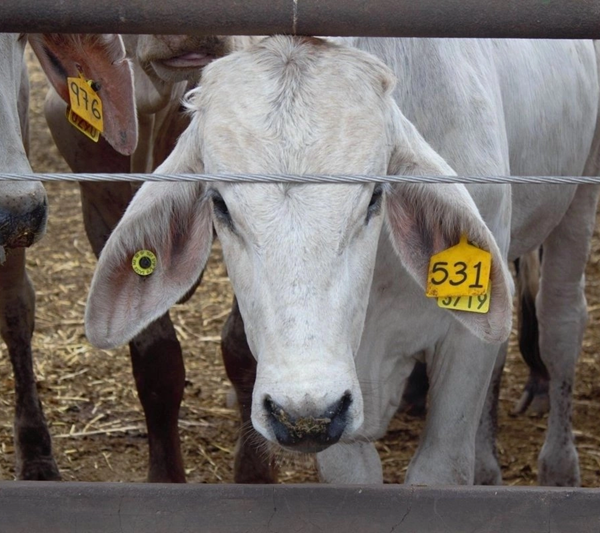 Por cierre fronterizo, los ganaderos de Nuevo Laredo recurren al mercado interno