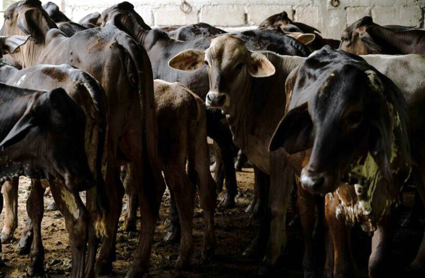 Nuevo Laredo sigue libre de casos de gusano barrenador, dicen autoridades municipales