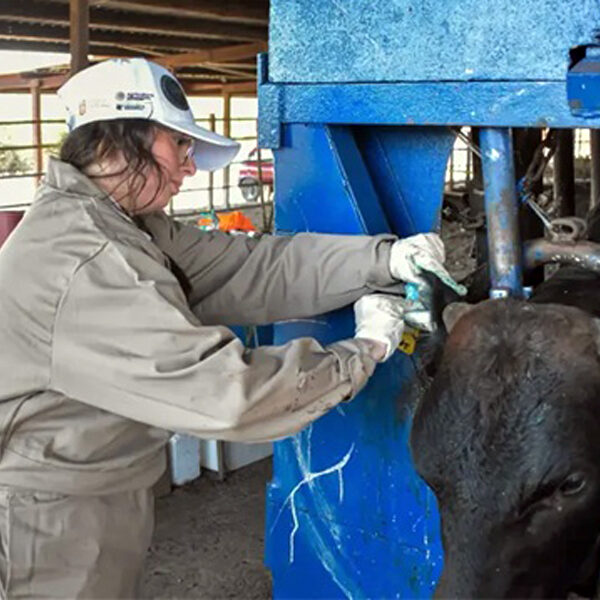 Inicia en Tamaulipas centro especializado para vigilar y controlar al gusano barrenador