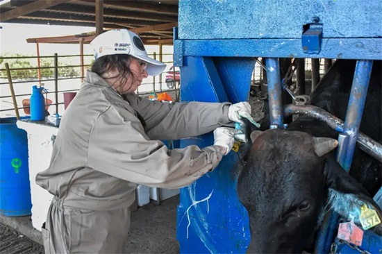 Inicia en Tamaulipas centro especializado para vigilar y controlar al gusano barrenador