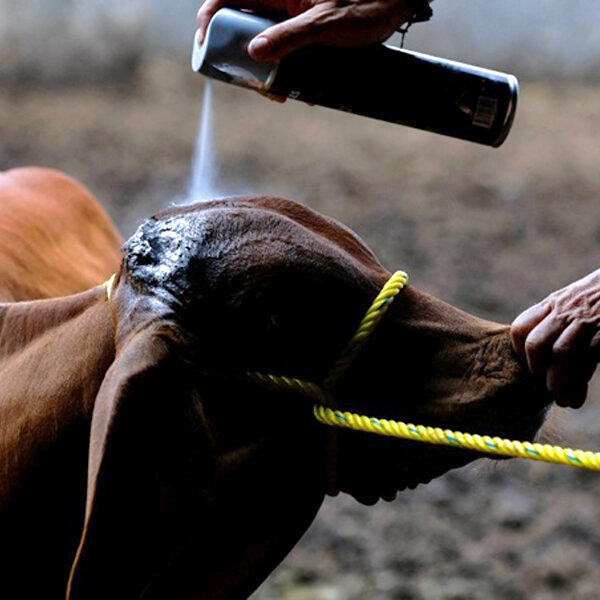 Suman 25 casos activos de gusano barrenador en 13 municipios de Tamaulipas