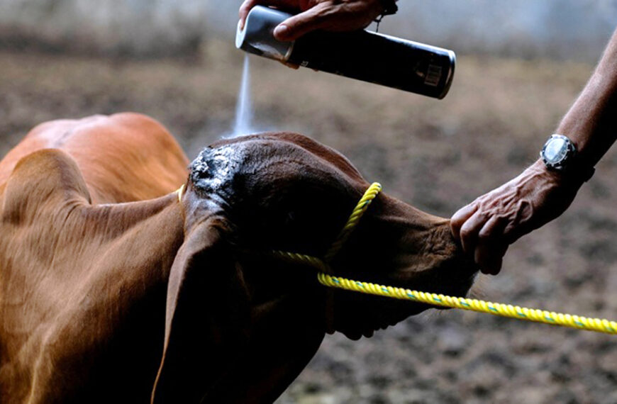 Suman 25 casos activos de gusano barrenador en 13 municipios de Tamaulipas