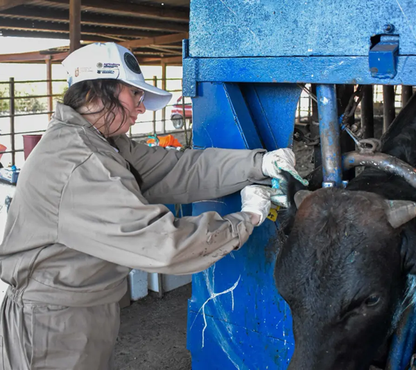 Aumentan a 19 los casos reportados de gusano barrenador en Tamaulipas