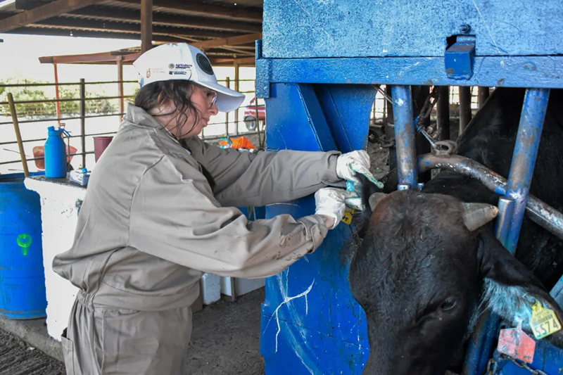 Aumentan a 19 los casos reportados de gusano barrenador en Tamaulipas