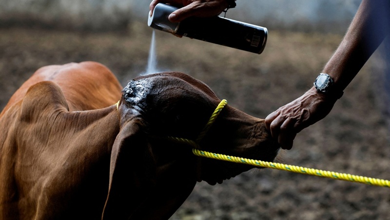 Suman 25 casos activos de gusano barrenador en 13 municipios de Tamaulipas