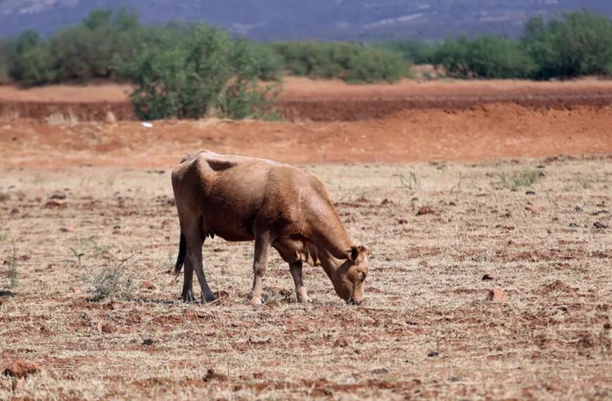 Sequía ya cubre la mitad de municipios de Tamaulipas y afecta al 60% de la población
