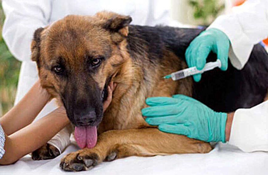 Arranca campaña intensiva de vacunación canina en Nuevo Laredo