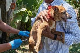 Arranca campaña intensiva de vacunación canina en Nuevo Laredo