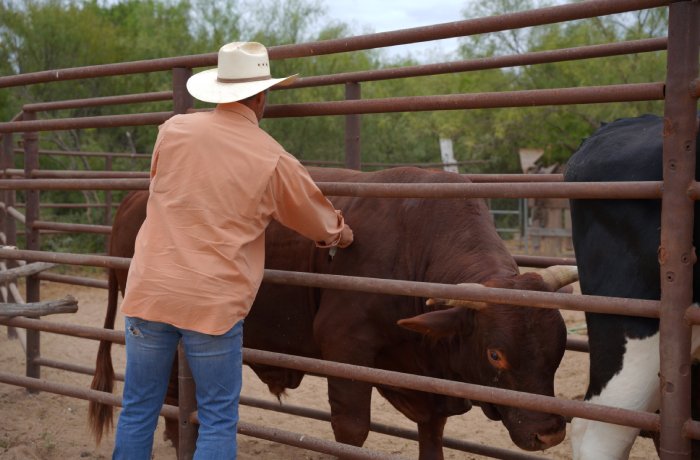 Rancher in a tan cowboy hat and orange shirt reaches through metal rails to touch a brown cow in a pen with a second cow nearby.