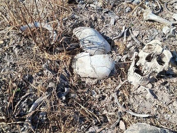 Buscadoras de Tamaulipas denuncian que se dejan tirados durante meses los restos encontrados en campos de exterminio