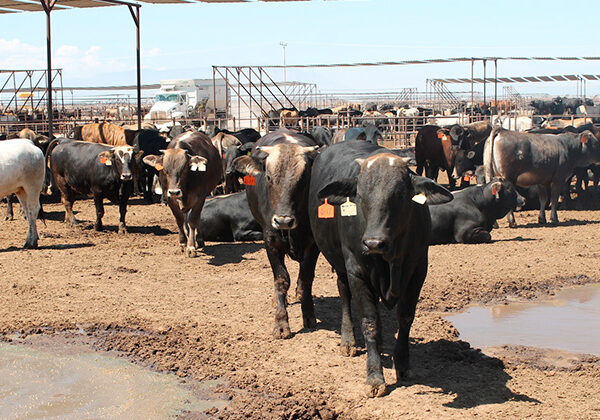 El gusano barrenador registra un repunte en Tamaulipas; se registran 45 casos activos