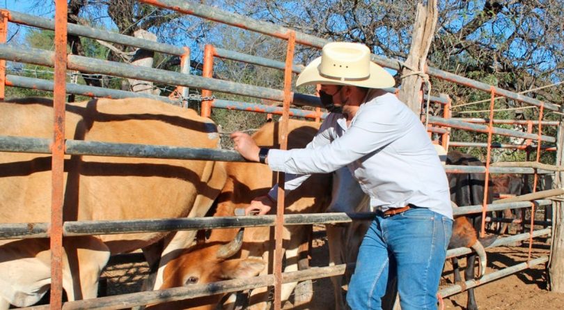 Person wearing a cowboy hat and blue jeans reaching over a fence to interact with cattle in a pen outdoors.