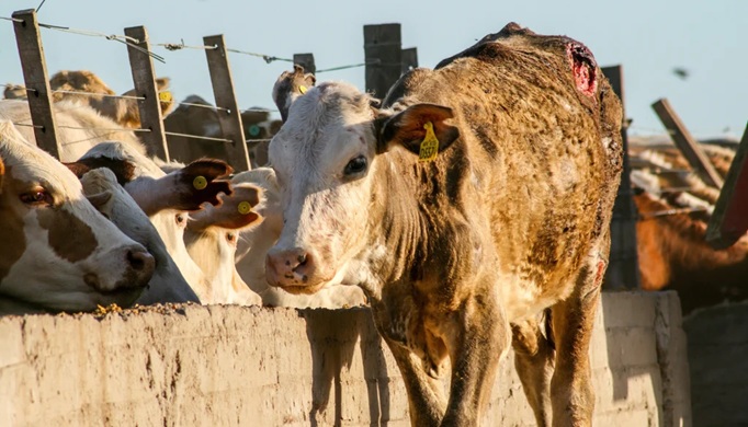Dairy cows lean over a concrete feeding barrier in a farm pen, a white cow looking toward the camera with others nearby.
