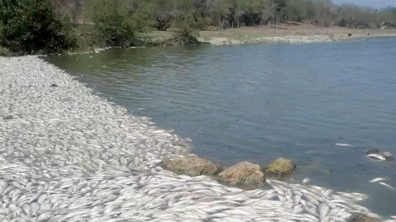 Shoreline covered with a dense pile of dead fish along a pebbly beach by a calm river.
