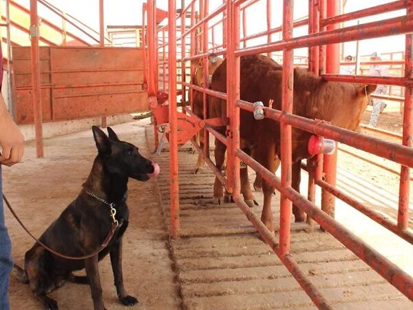 Perros entrenados ayudan a combatir la plaga de gusano barrenador en Tamaulipas