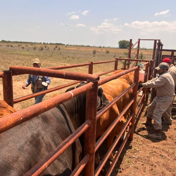Ranch workers guide cattle through a rusted metal corral in a dry, open field under a blue sky