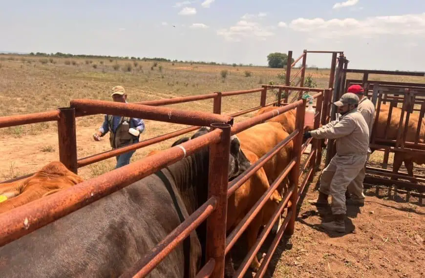 Ranch workers guide cattle through a rusted metal corral in a dry, open field under a blue sky
