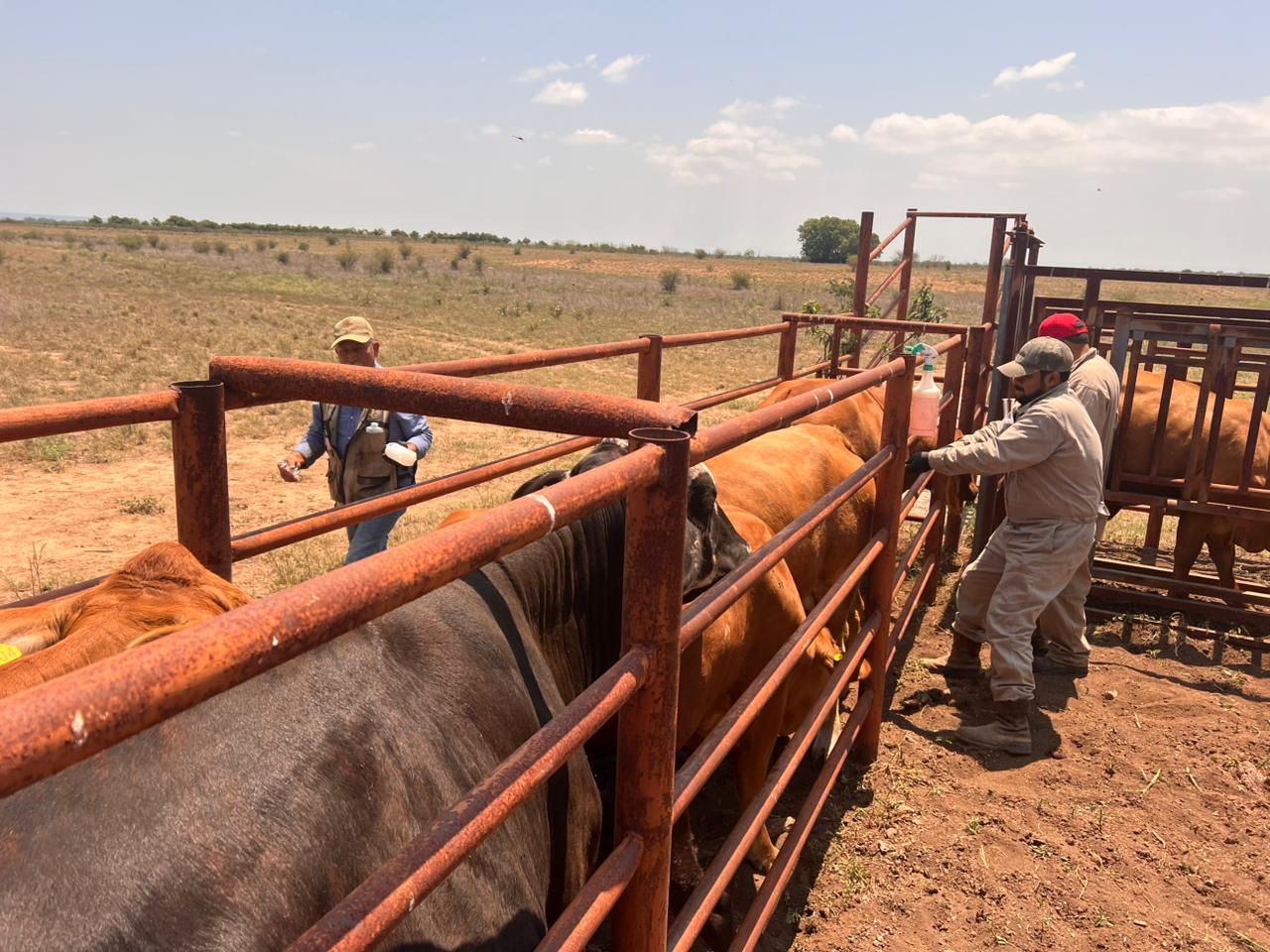 Ranch workers guide cattle through a rusted metal corral in a dry, open field under a blue sky