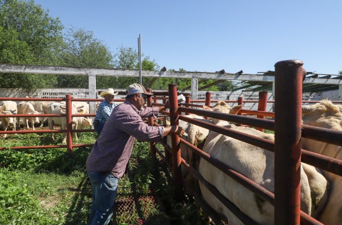 Two farmers stand at a red metal cattle pen on a sunny day, talking to a herd of light-colored cows.
