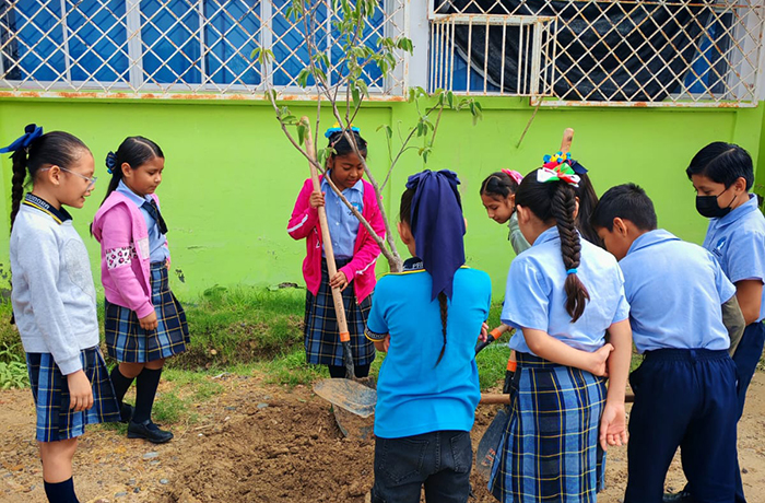 Group of school children in blue uniforms and plaid skirts stand around a small tree they are planting in a dirt patch, in a bright schoolyard with a green wall behind them.