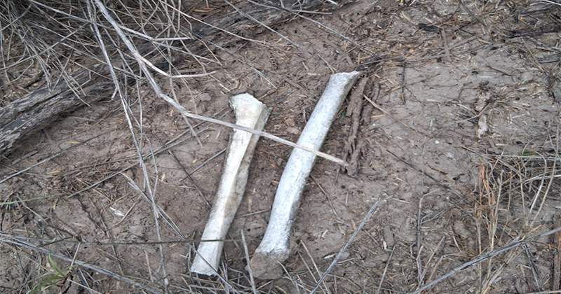 Two pale bone fragments lying on dusty dirt among dry grass and sticks.