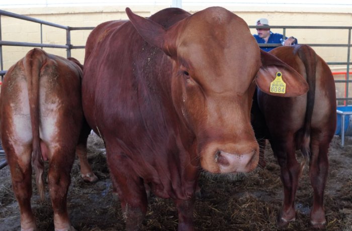 Brown cow facing the camera in a pen, with an ear tag reading 8084 and another cow nearby in the background.