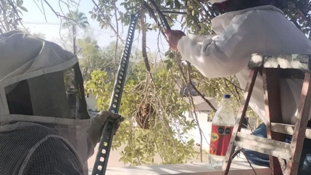 Two workers in white protective suits prune a tree from a ladder, using a pole saw while a plastic bottle sits on the ladder.