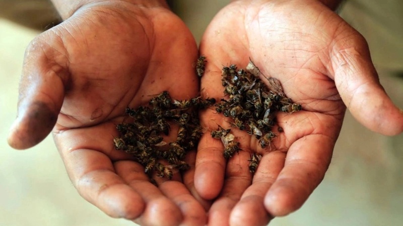 Two dirty hands cupping a handful of small dark brown, crumbled pellets or seeds.