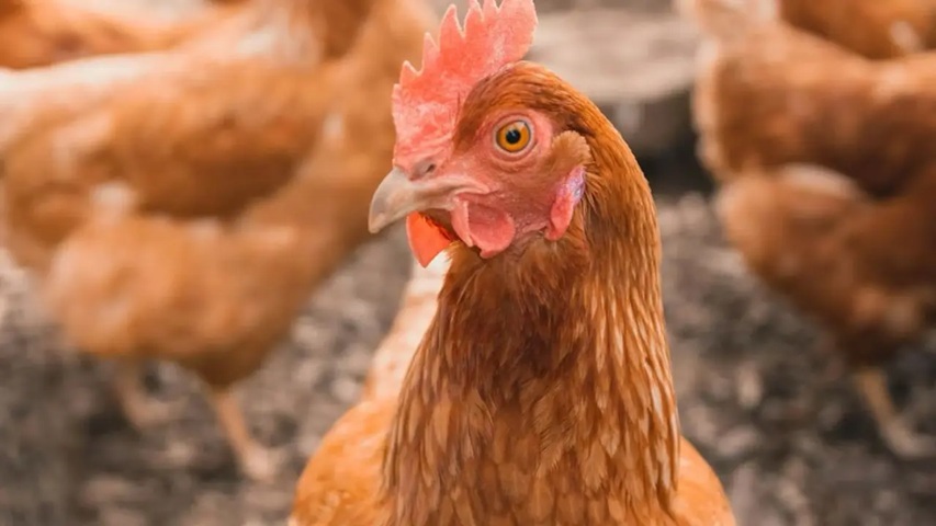 Close-up of a brown hen with a red comb, looking toward the camera in a coop or barnyard setting.