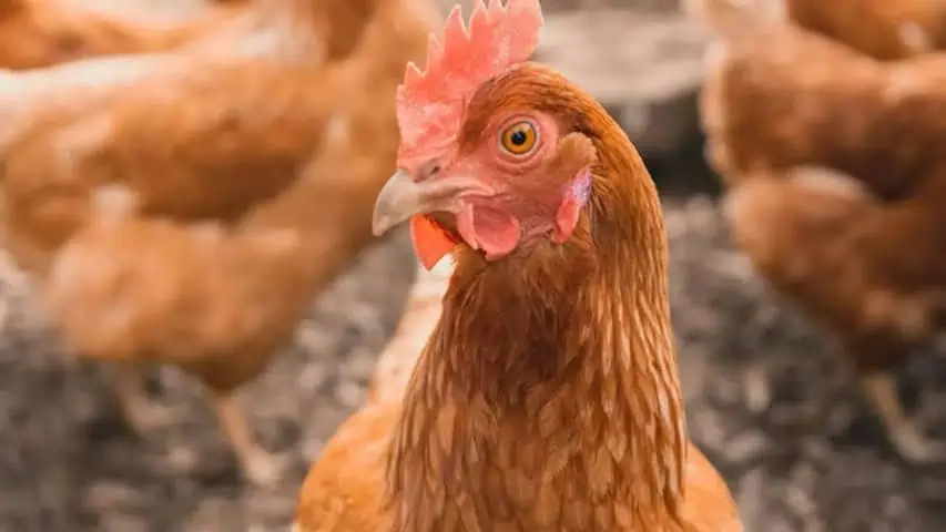 Close-up of a brown hen with a red comb, looking toward the camera in a coop or barnyard setting.